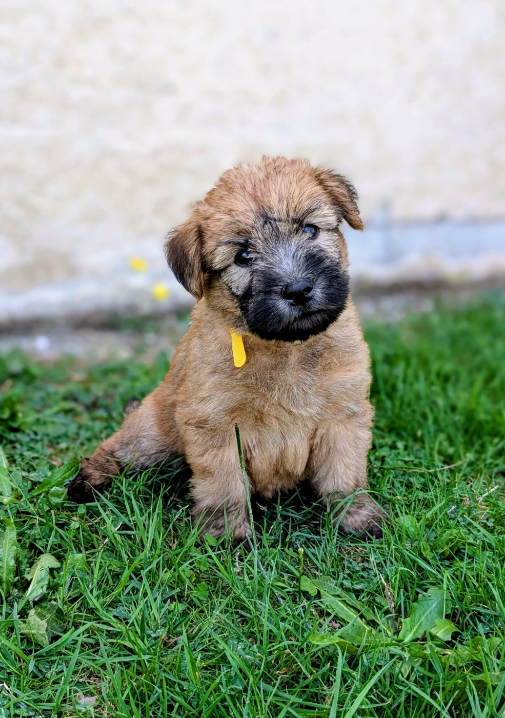 CHIOT collier jaune
