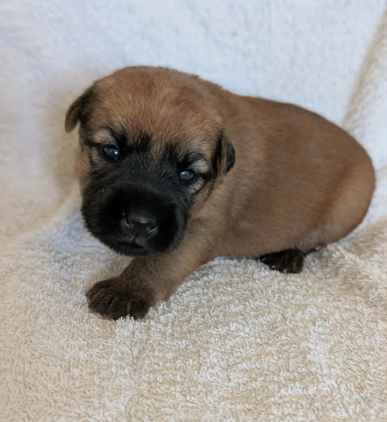 CHIOT collier jaune