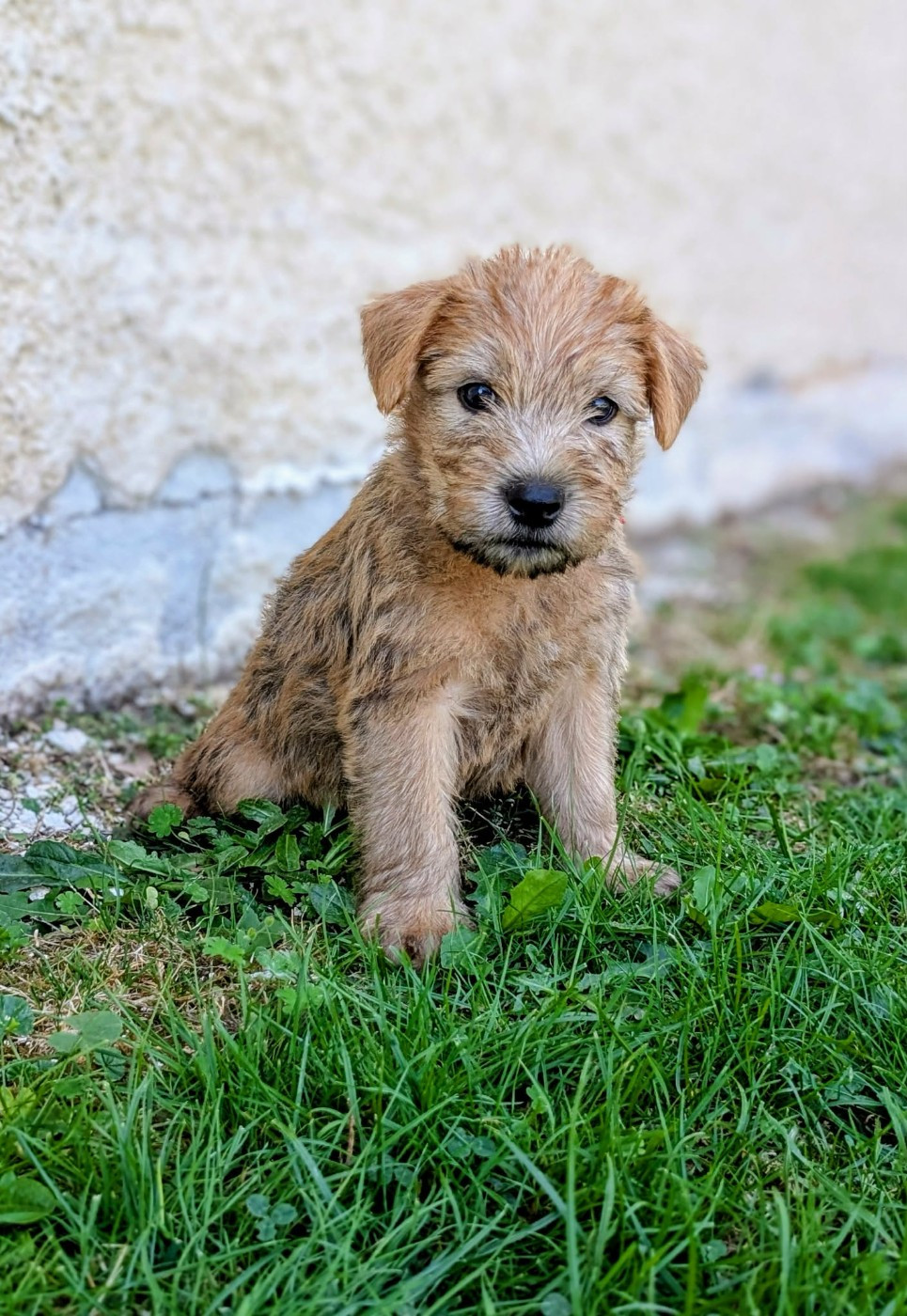 CHIOT collier rouge