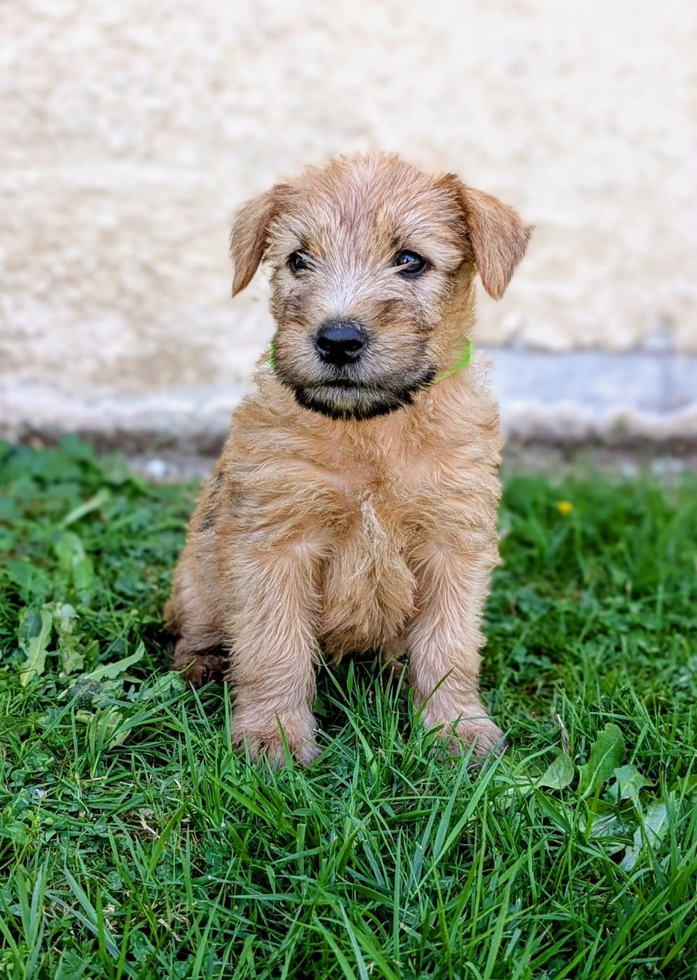 CHIOT collier vert