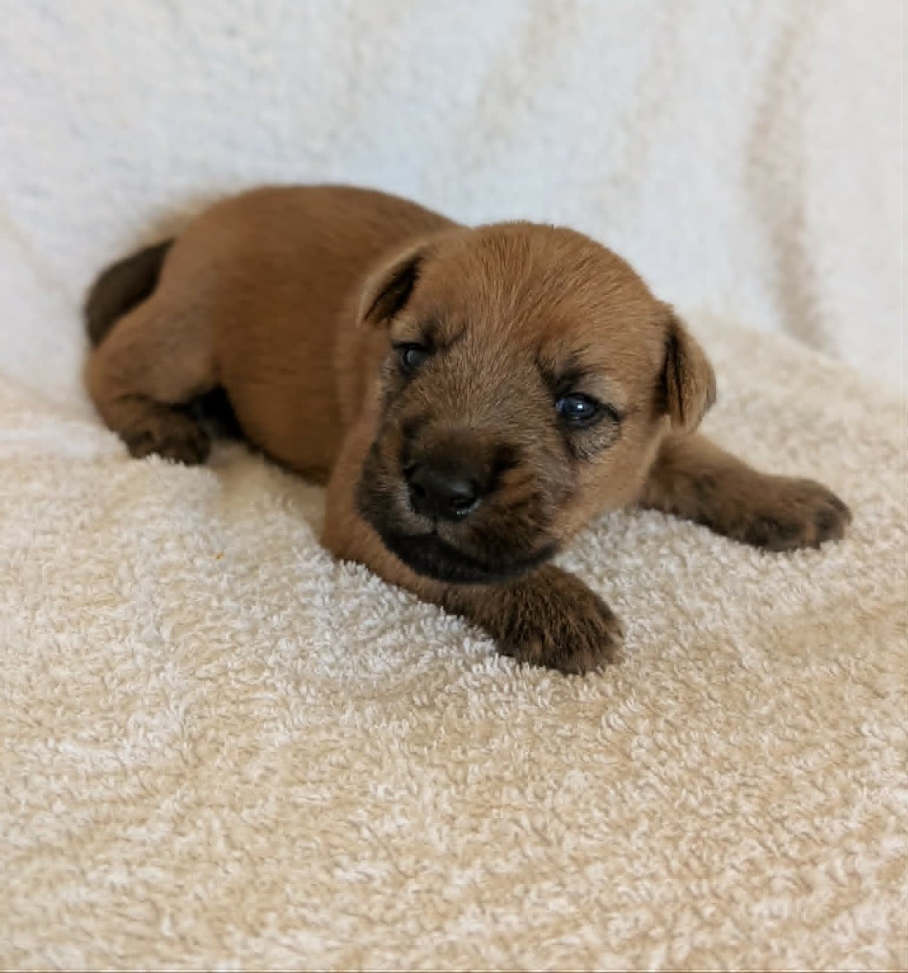 CHIOT collier vert