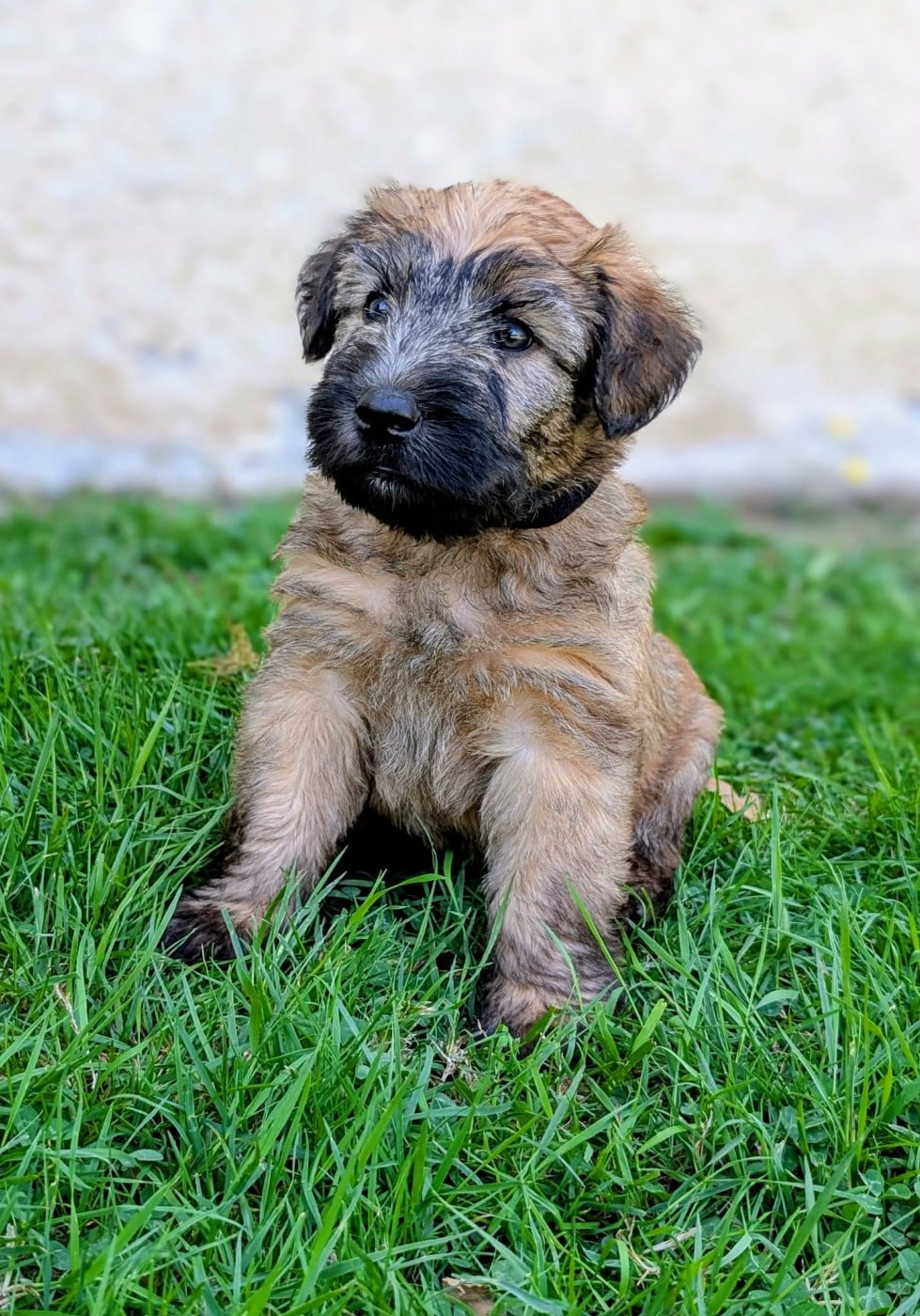 CHIOT collier noir
