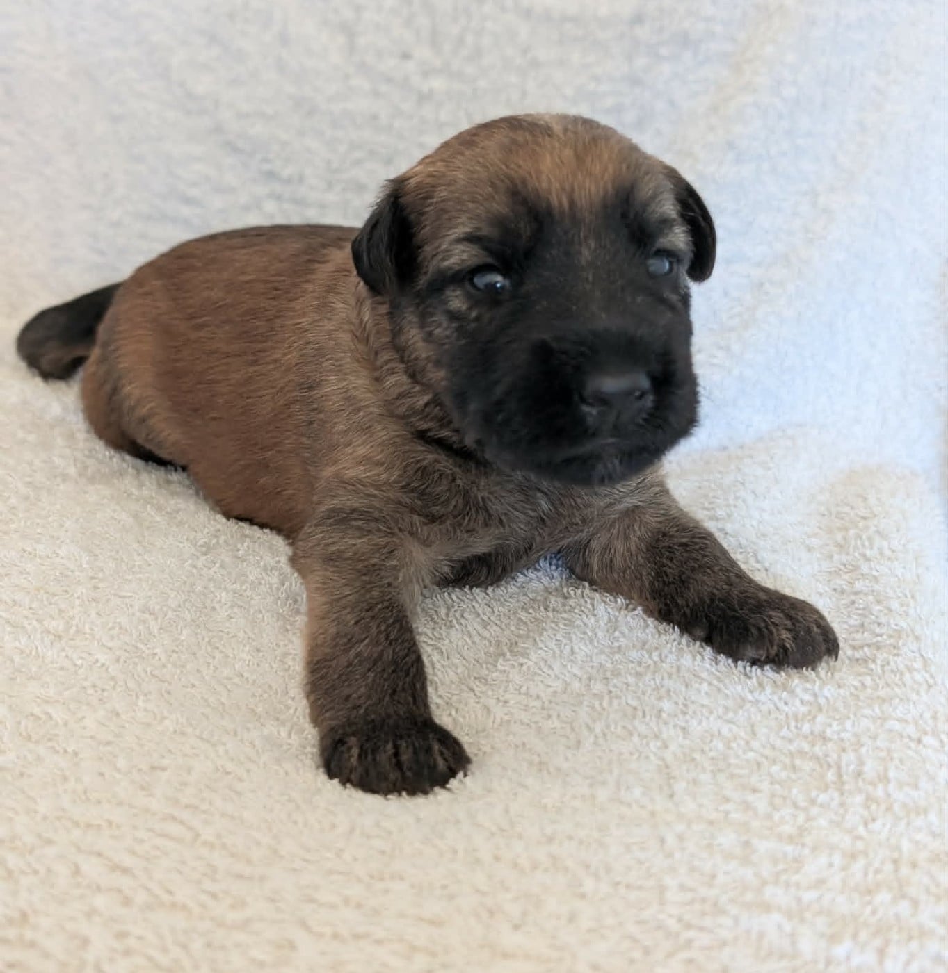 CHIOT collier noir