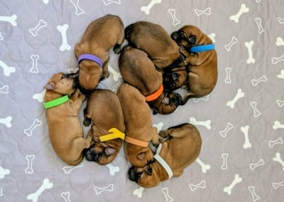 CHIOT 8 - Irish Soft Coated Wheaten Terrier