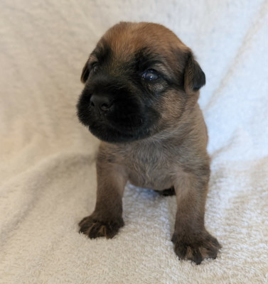Les chiots de Irish Soft Coated Wheaten Terrier