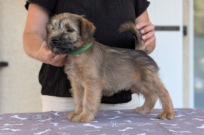 Les chiots de Irish Soft Coated Wheaten Terrier