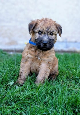 Les chiots de Irish Soft Coated Wheaten Terrier