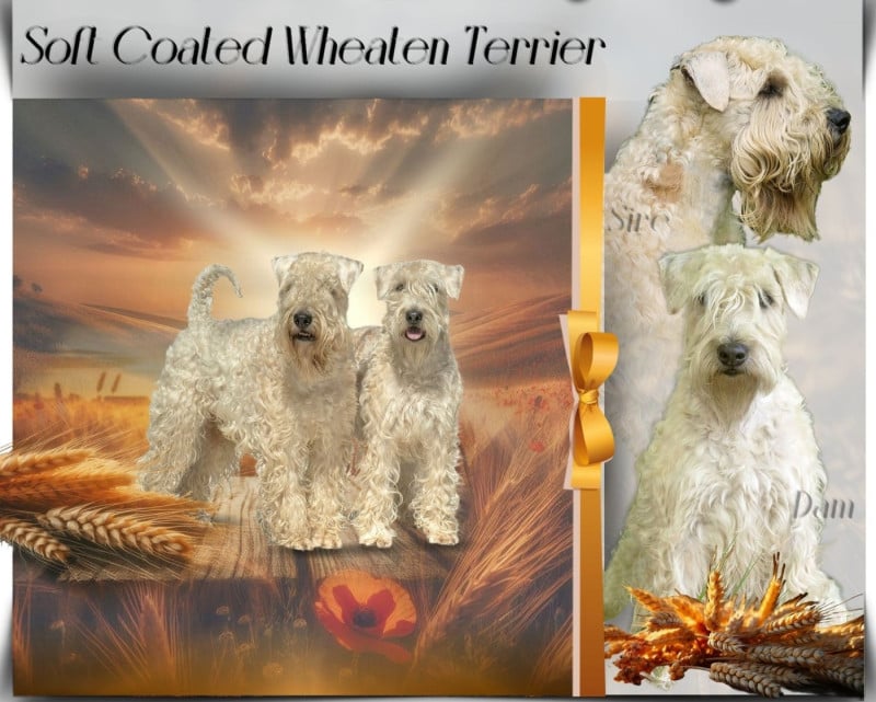 Irish Soft Coated Wheaten Terrier - des Varennes Mystiques