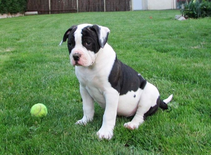 Chiot Elevage Des Varennes Mystiques Eleveur De Chiens Bulldog Anglais