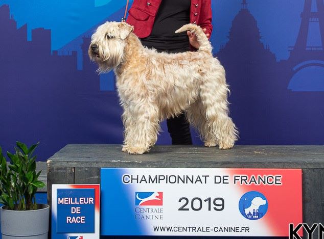 Terrier Irlandais Chiens Informations Sur Les Races Omlet