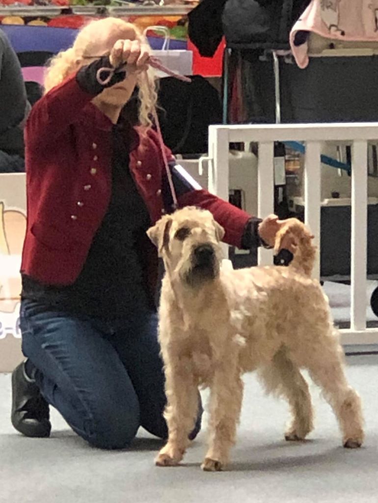 CH. Ostrale des Varennes Mystiques - 1ere Excellent CACS et BOB et sélectionné dans les 5 Meilleurs du G 3