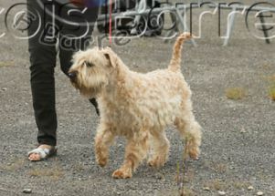 CH. Ostrale des Varennes Mystiques - 1ere Excellent CACS
