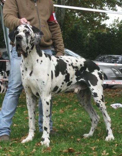 Carmino Burana des Varennes Mystiques - 2ème Excellent +