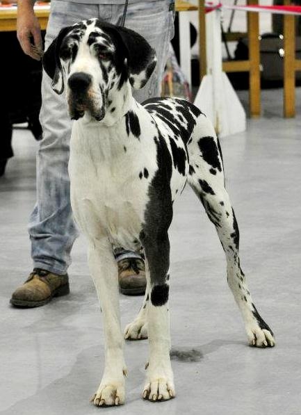 Epsylone des Varennes Mystiques - 1ère Excellent CACS - CACIB