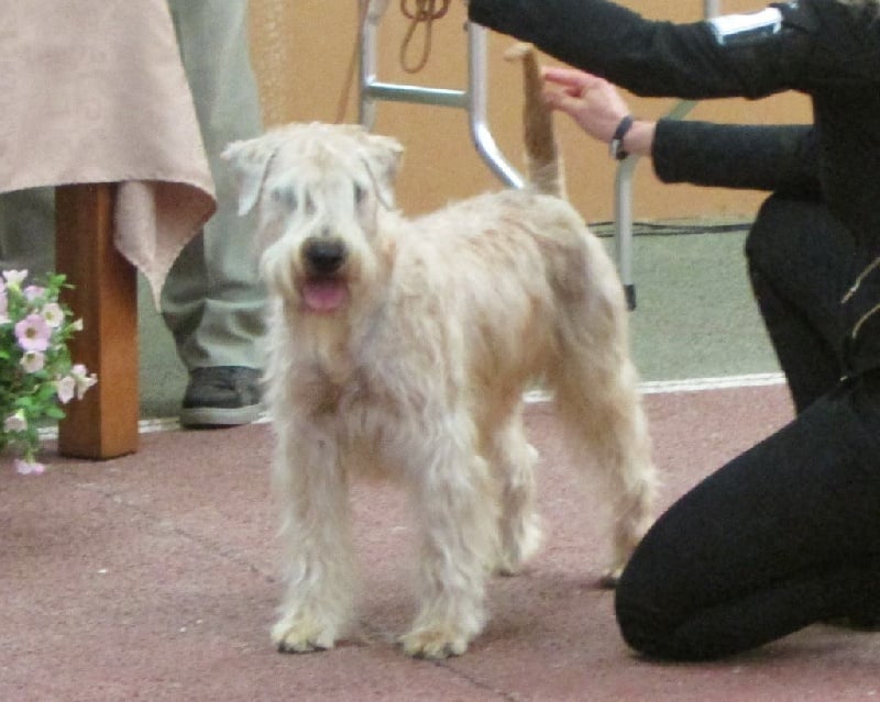 CH. Soft' Dog' City Lowen dee - 1 Excellent (classe Jeune)