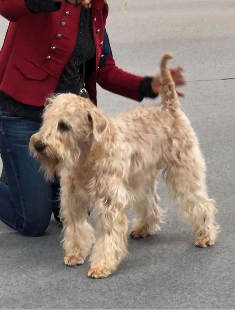 CH. Soft' Dog' City Lowen dee - 1er Excellent CACS et BOS