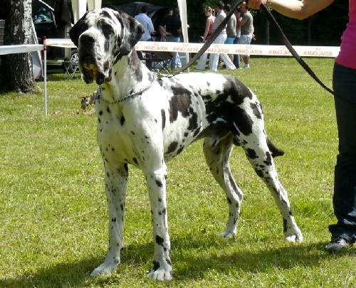 Carmino Burana des Varennes Mystiques - Excellent