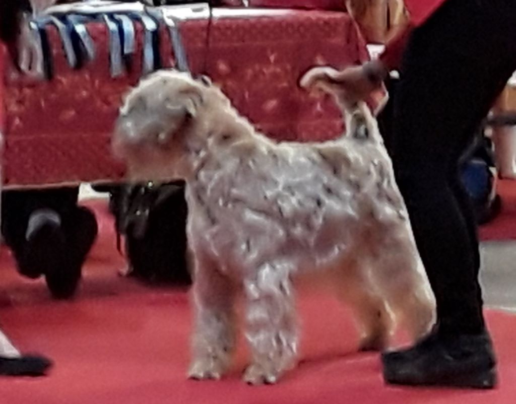 CH. Soft' Dog' City Lowen dee - 3ème Excellent