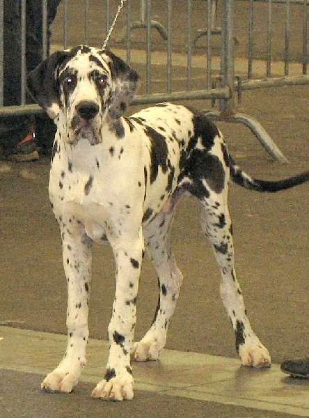 Carmino Burana des Varennes Mystiques - Très Prometteur (classe Puppy)