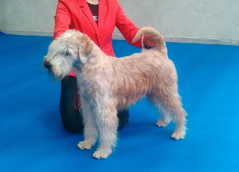 CH. Soft' Dog' City Lowen dee - 1er Très Bon