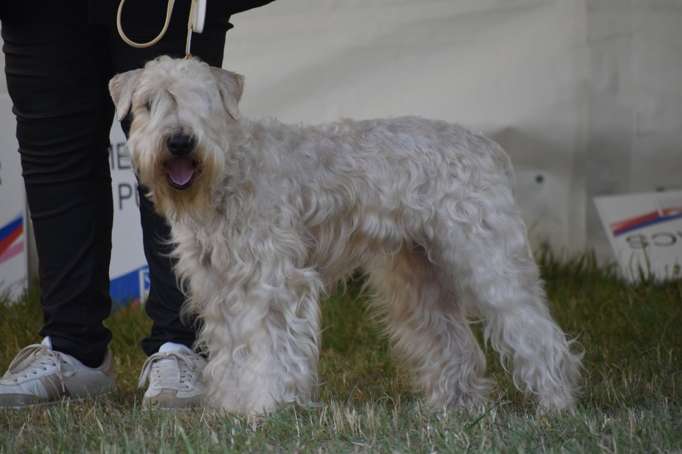 CH. Rumba des Varennes Mystiques - 2 EXCELLENT RCACS