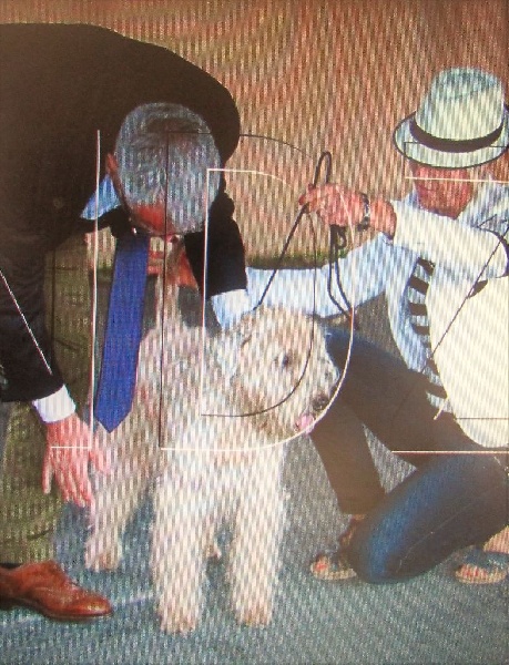 CH. Soft' Dog' City Lowen dee - 1 excellent (classe Intermédiaire)