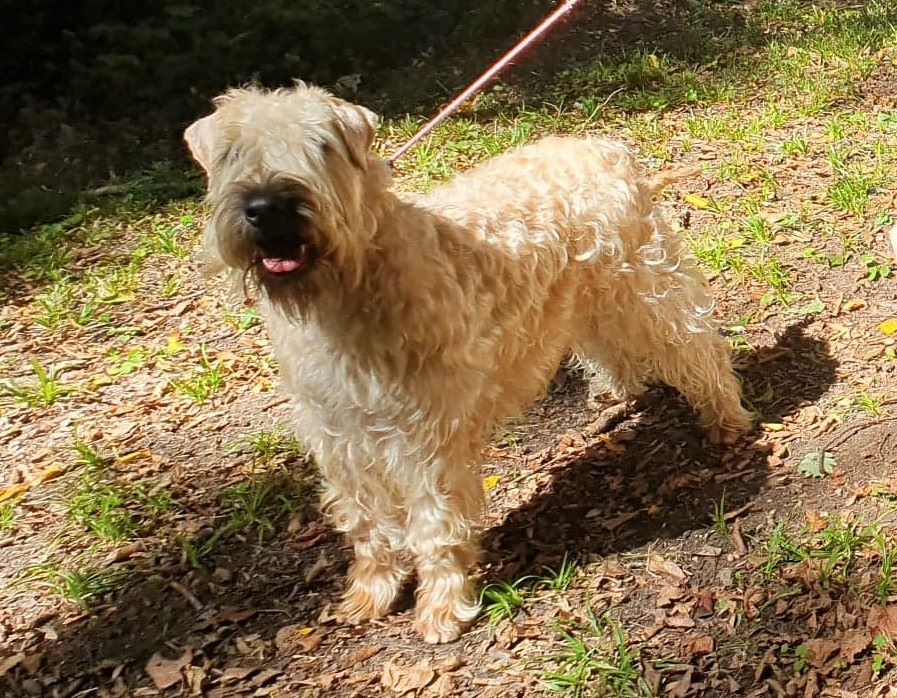 CH. Ostrale des Varennes Mystiques - 1er Excellent CACS et BOS