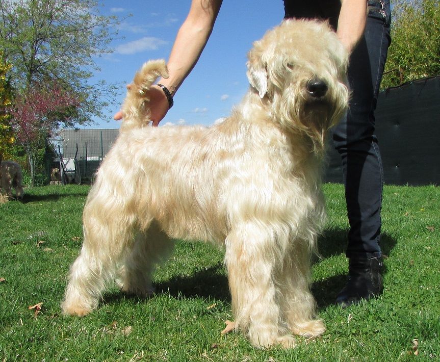 CH. Soft' Dog' City Lowen dee - 1 er Excellent CACS et Meulleur de Sexe Opposé