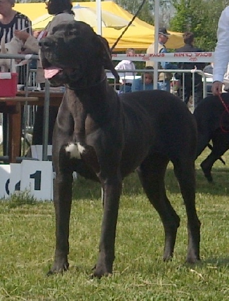 Changhaï des Varennes Mystiques - 1er Excellent CAC