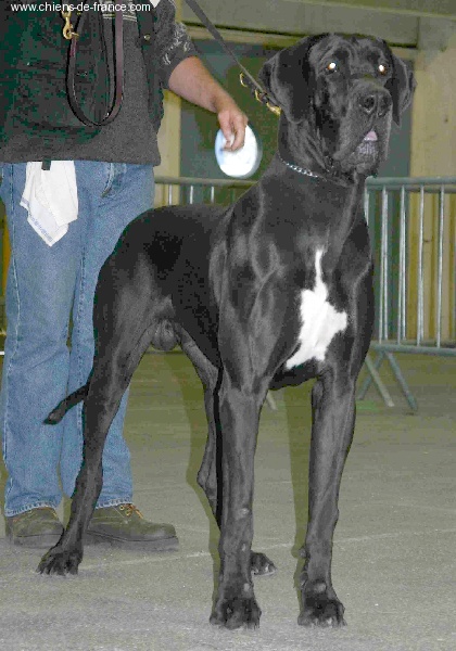 Urban des Varennes Mystiques - 2 ème Excellent classe Intermédiaire