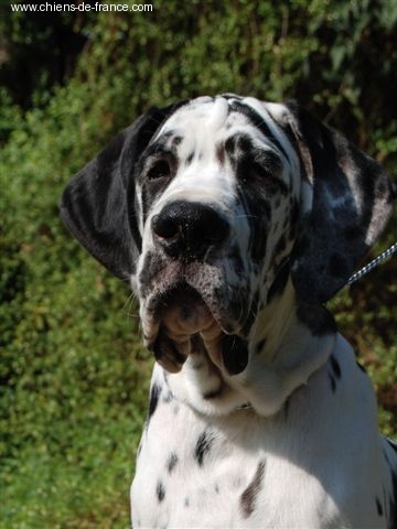 Carmino Burana des Varennes Mystiques - Très Prometteur Meilleur construction Mâle & Meilleure Tête (toutes coulleurs)