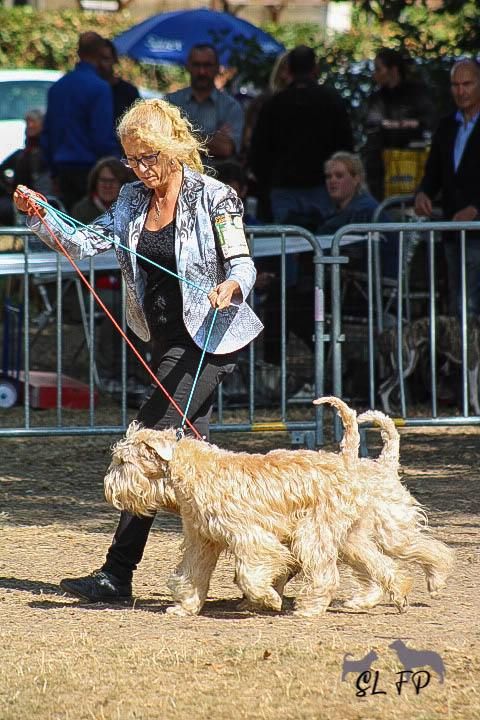 CH. Soft' Dog' City Lowen dee - 1er Exc CACS - Meilleur de Sexe Opposé -