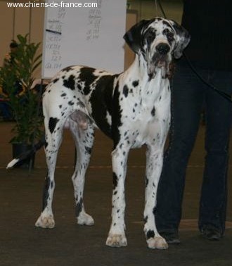 Carmino Burana des Varennes Mystiques - 1er Très Bon (classe jeune)