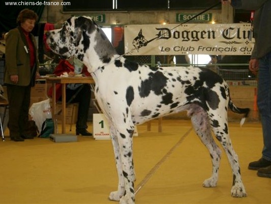 Carmino Burana des Varennes Mystiques - Très Prometteur (classe puppy) meilleur puppy mâle