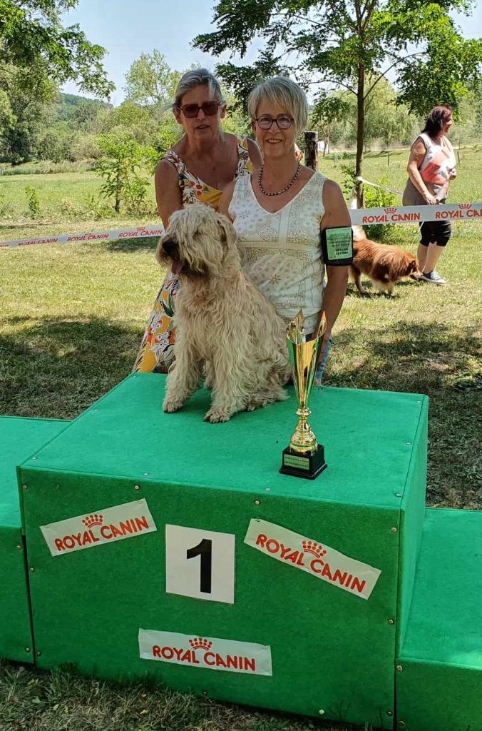 CH. Soft' Dog' City Lowen dee - 1er Excellent CACS V Meilleur Vétéran et Meilleur Vétéran du groupe 3