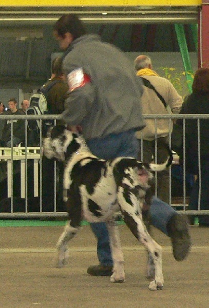 CH. Ulligan des Varennes Mystiques - 2ème Excellent RCACS-RCACIB