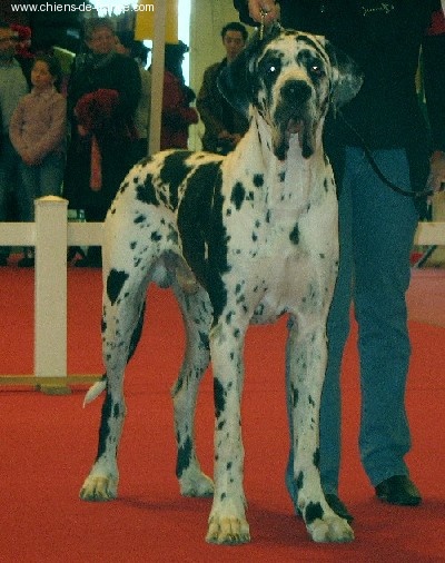 Carmino Burana des Varennes Mystiques - 1er Excellent Meilleur Jeune Mâle