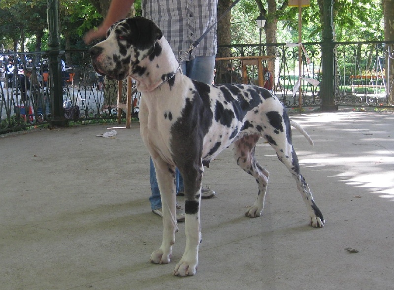 Epsylone des Varennes Mystiques - 1er Excellent CACS