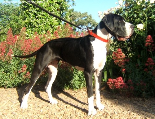 Vénésia des Varennes Mystiques - 1ere Excellent CACS - RCACIB