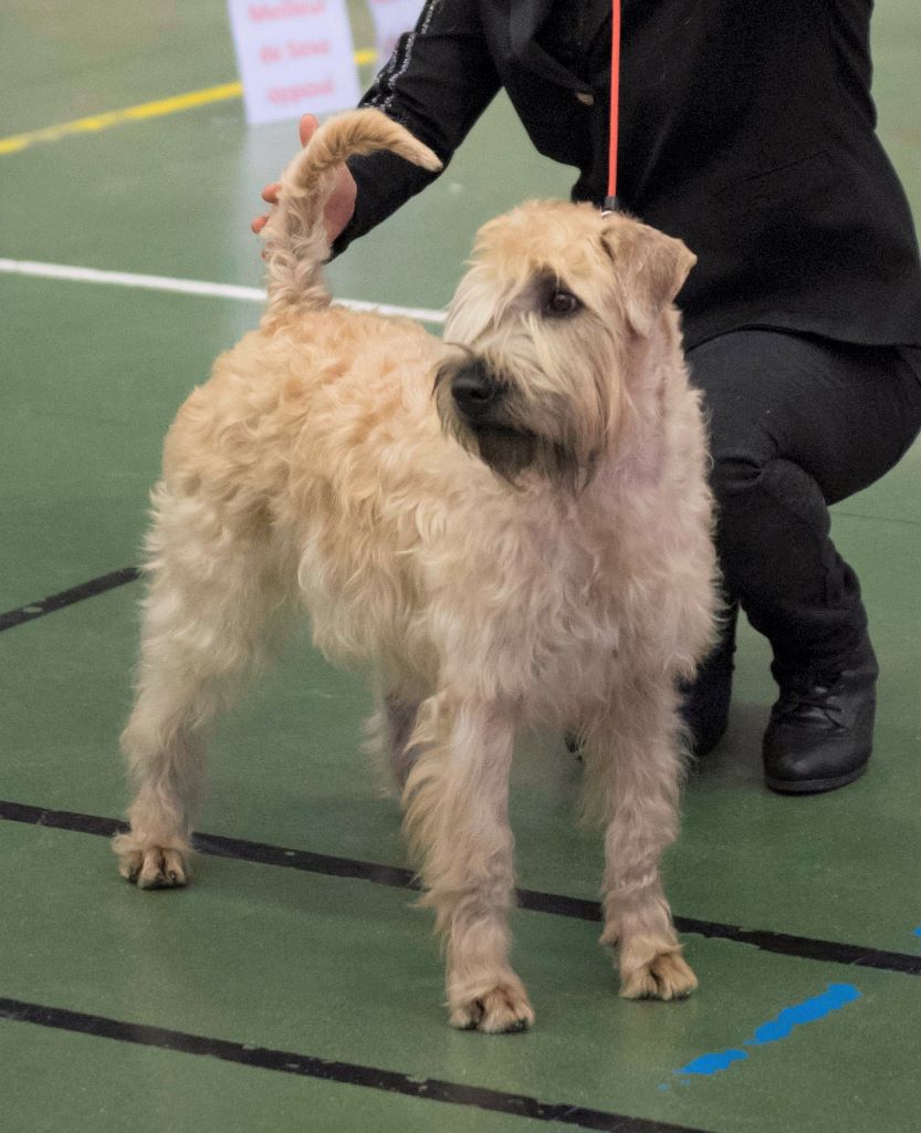 CH. Ostrale des Varennes Mystiques - 1ère Excellent - cl Inter