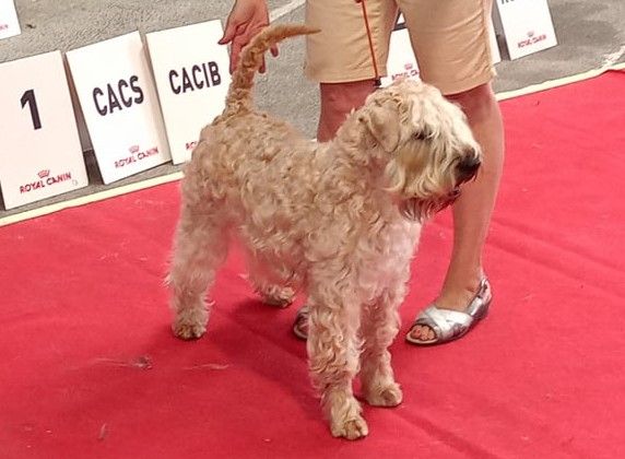 CH. Ostrale des Varennes Mystiques - 1ere Excellent CACS et R-CACIB