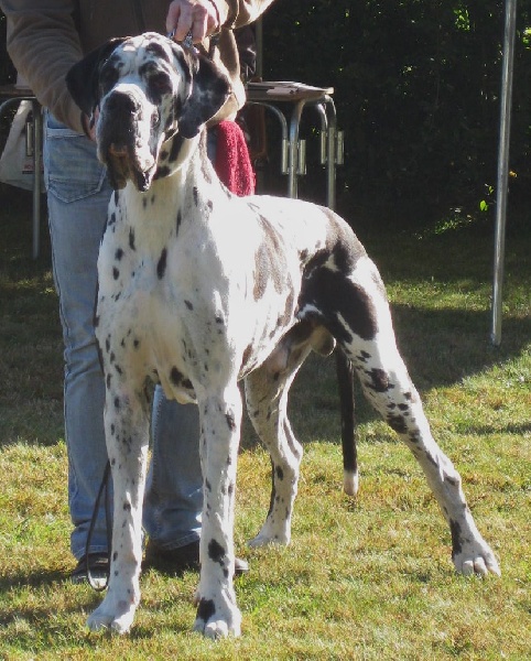 Carmino Burana des Varennes Mystiques - Très Bon
