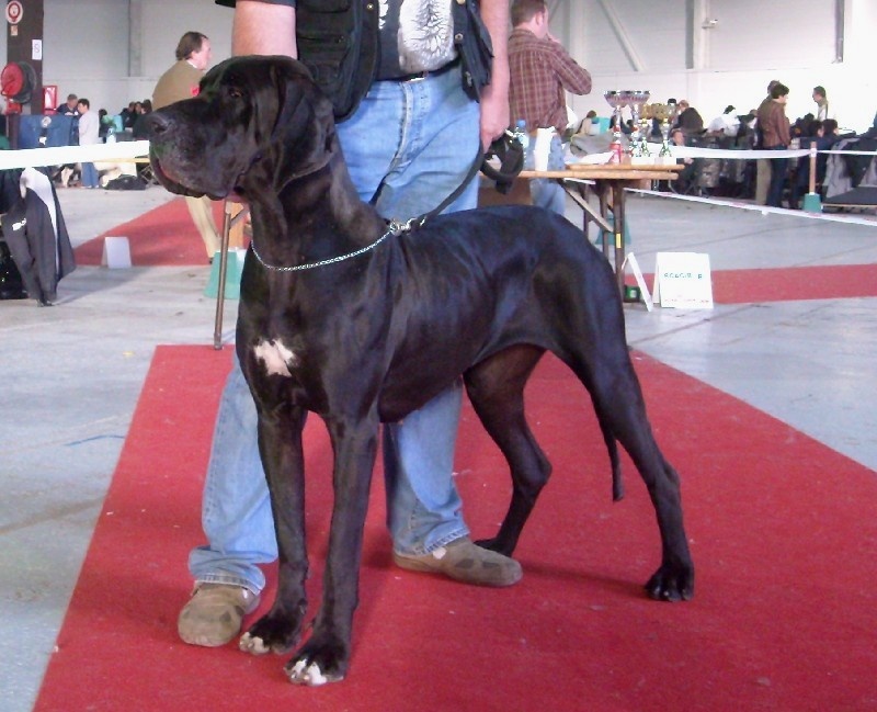 Changhaï des Varennes Mystiques - 1ère Excellent (classe Intermédiaire)