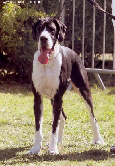 Vénésia des Varennes Mystiques - 3ème Excellent