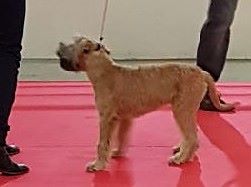 CH. Ostrale des Varennes Mystiques - Très Prometteur (classe Baby)