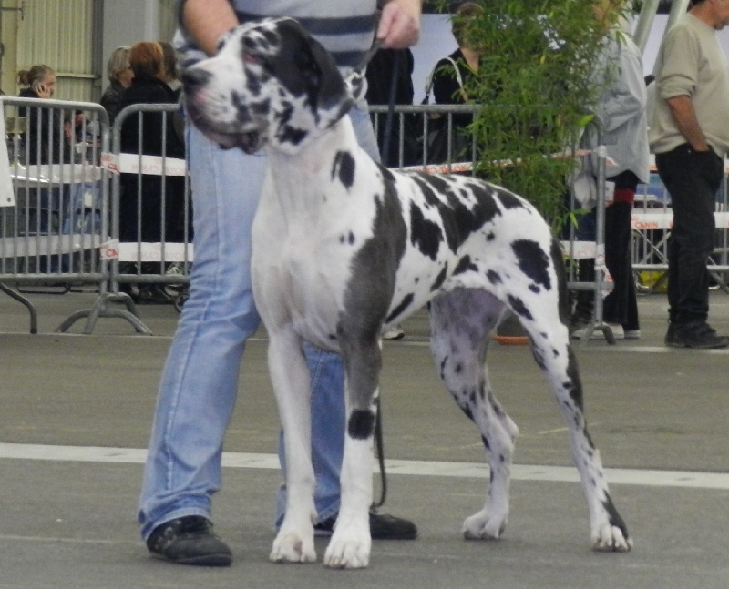 Epsylone des Varennes Mystiques - 1ere Excellent (classe Intermédiire) R -CACS