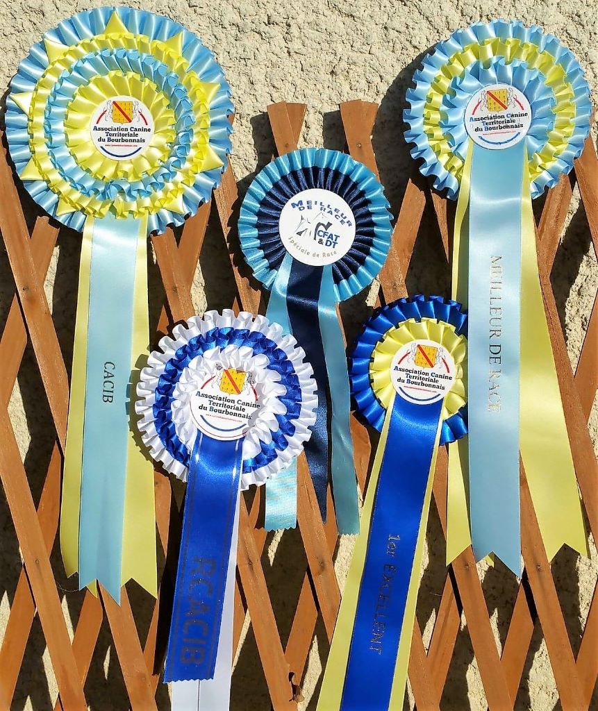 CH. Ostrale des Varennes Mystiques - 2ème Excellent (Cl Jeune)