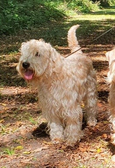 CH. Soft' Dog' City Lowen dee - 1er Excellent CACS