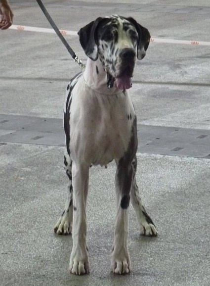 Epsylone des Varennes Mystiques - 1ère Excellent CACS R-CACIB (classe Intermedière)