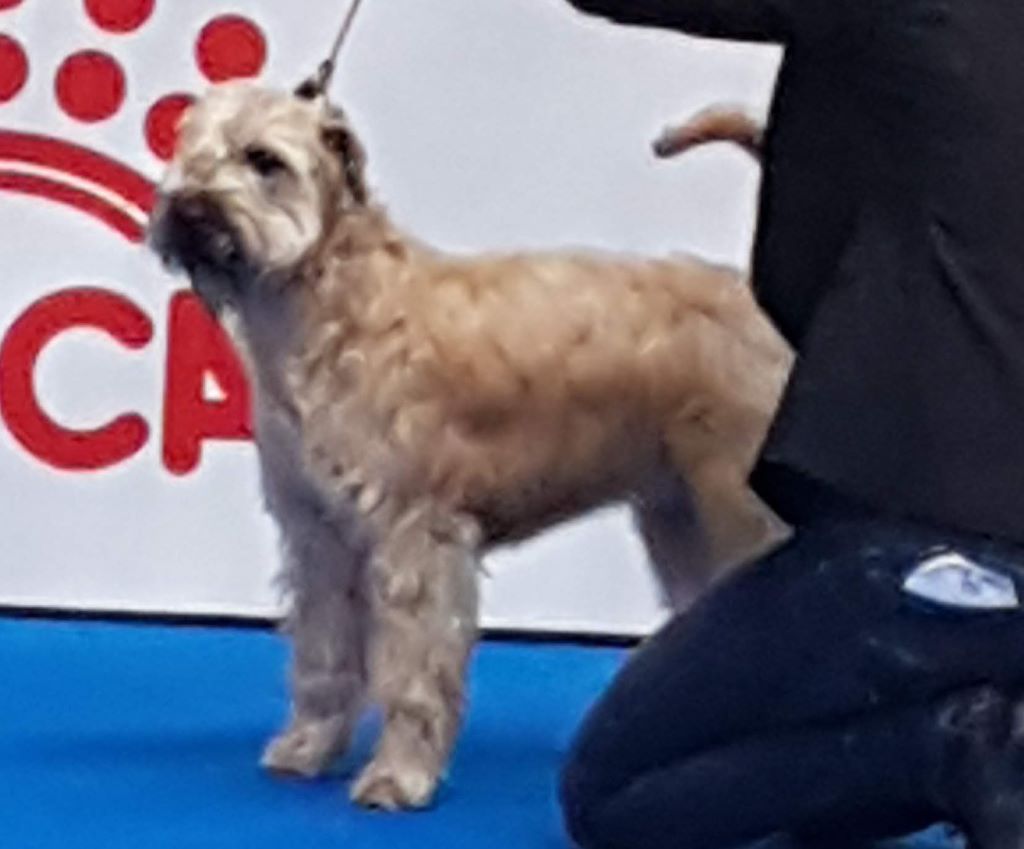 CH. Ostrale des Varennes Mystiques - 1ère Excellent - Meilleur Jeune de Race